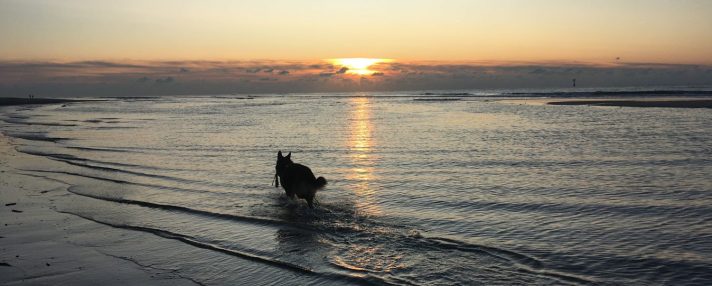hond aan zee dagje weg hond mee