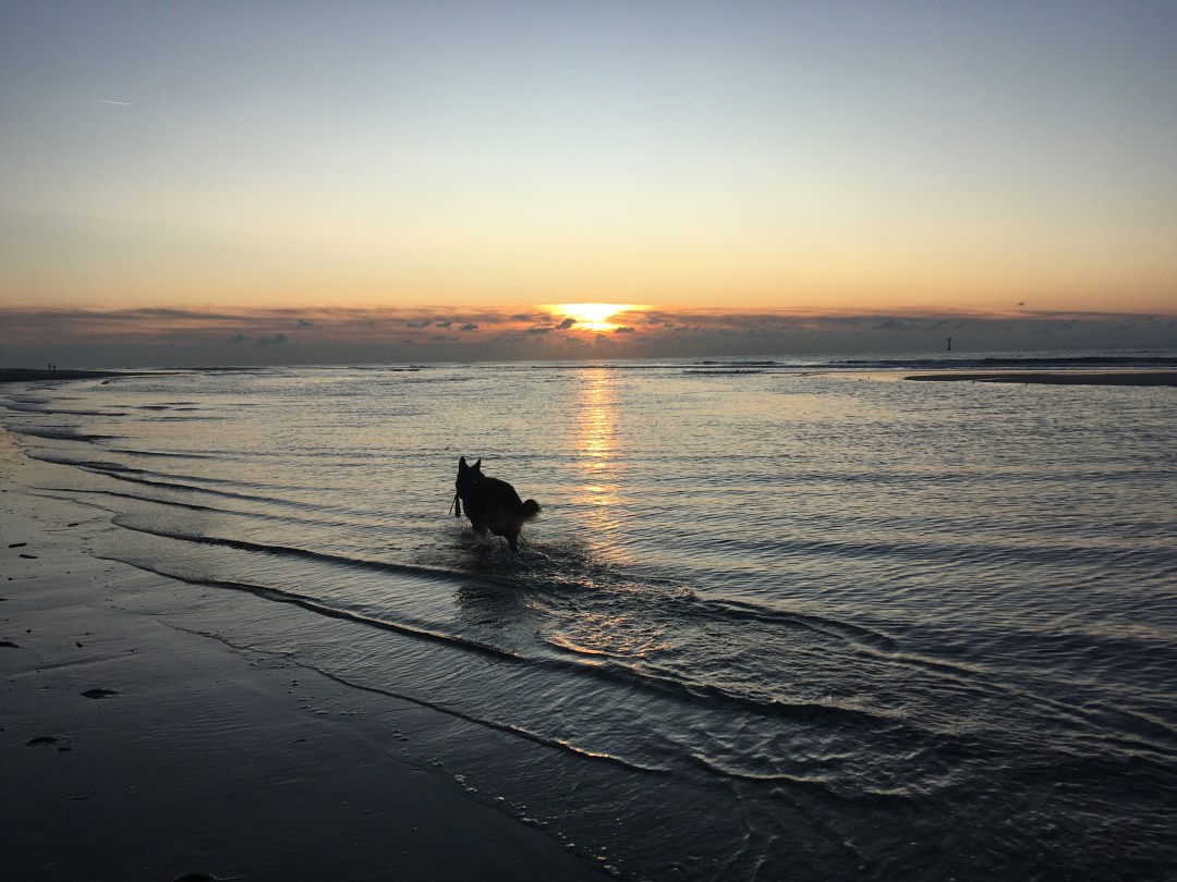 texel hond december 2019