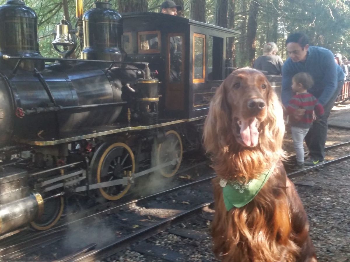 Darby the California dog