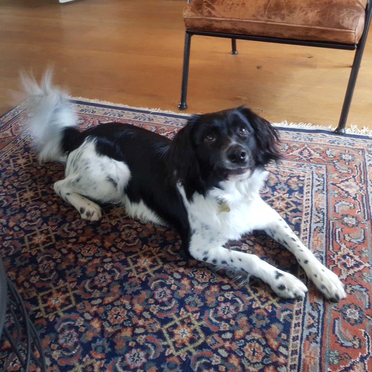 Melle de Friese stabij