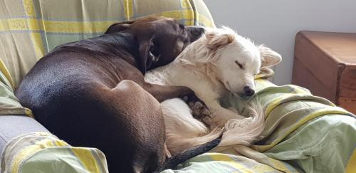 spaanse hondjes simone