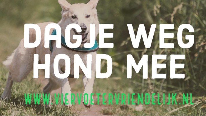 header dagjeweghondmee