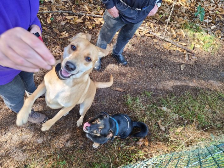 Landal Vennenbos hond mee