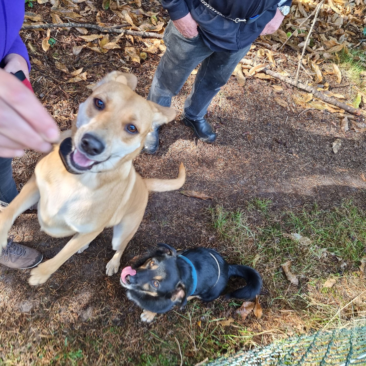 Landal Vennenbos hond mee