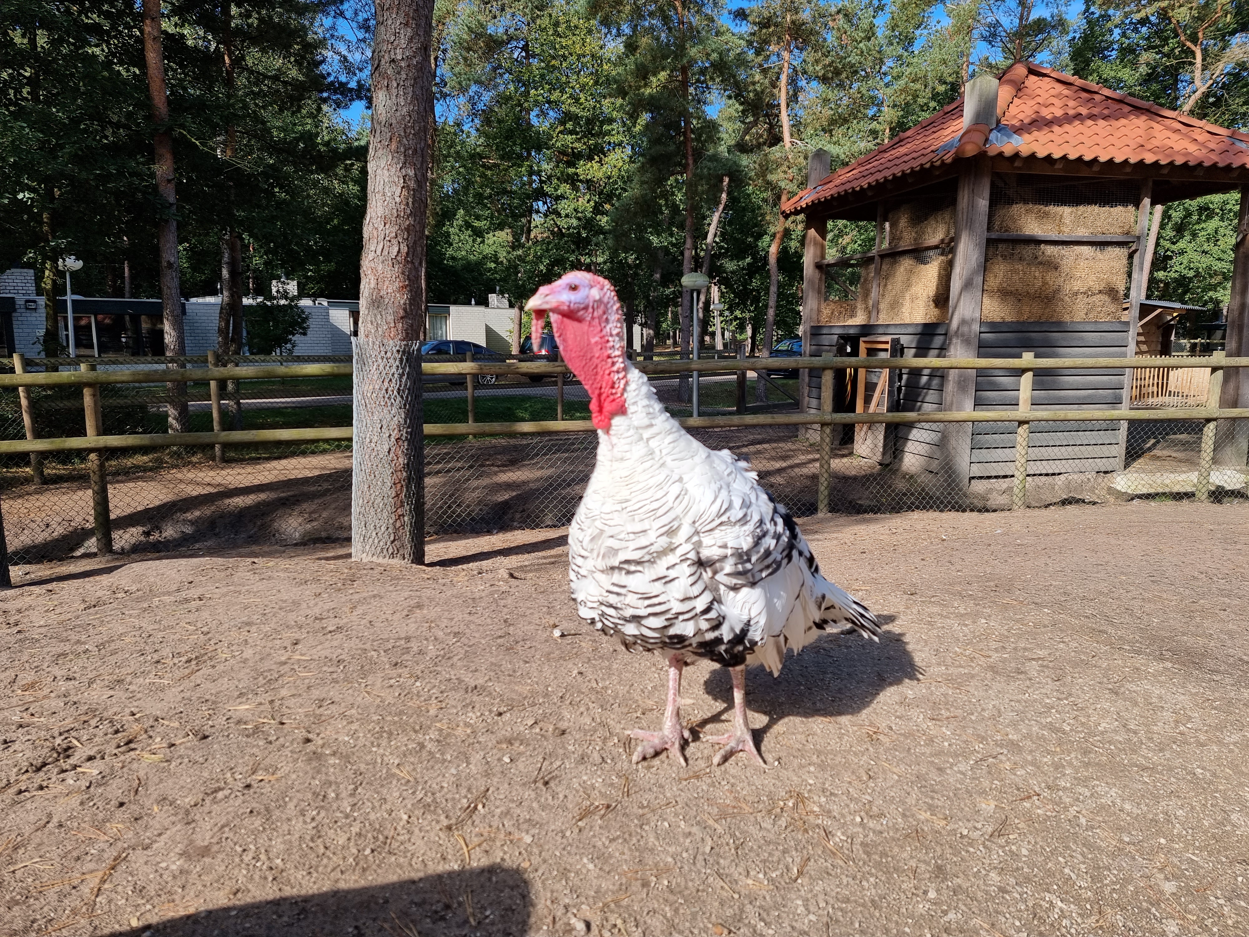 Landal Vennenbos hond mee