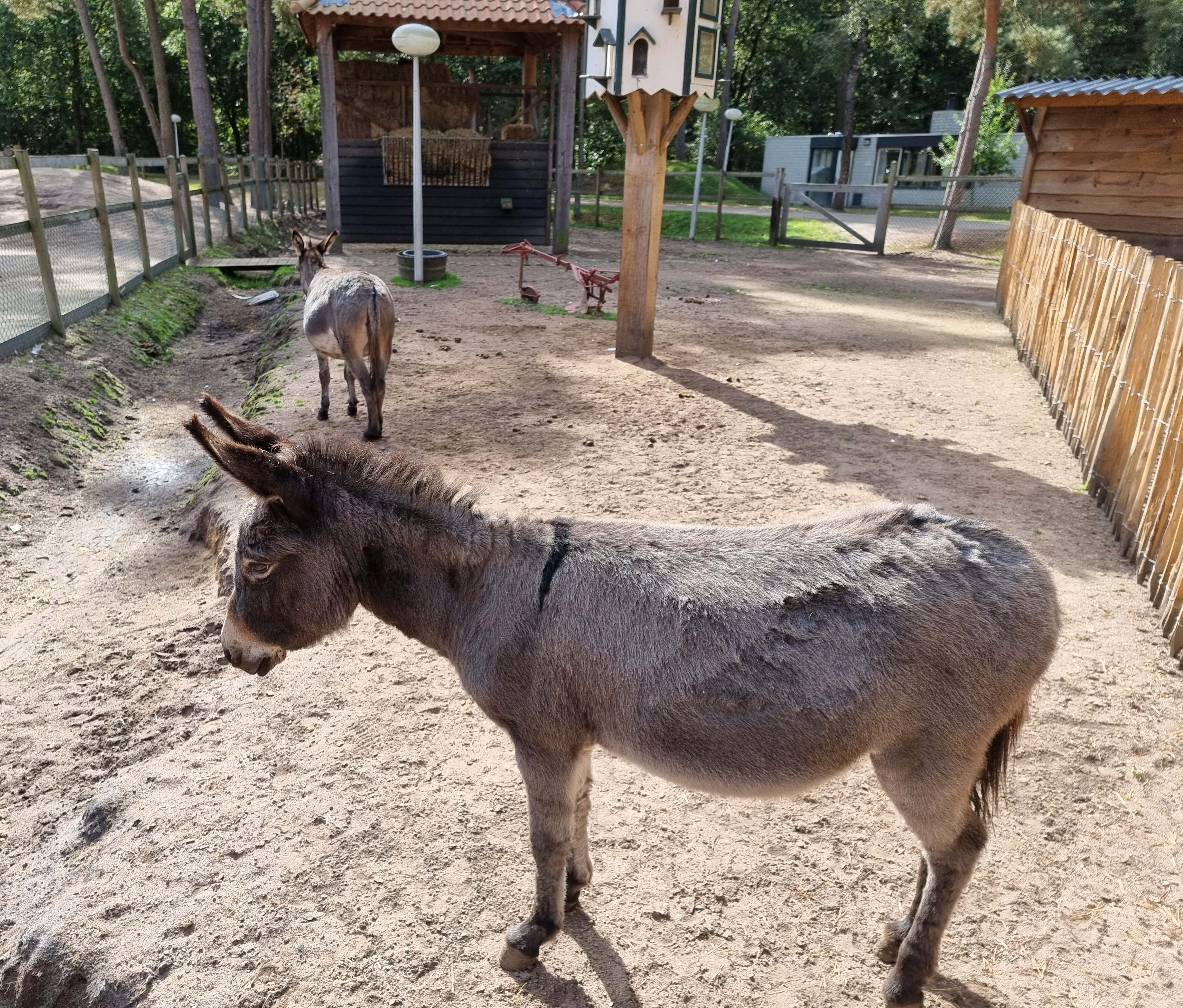 Landal Vennenbos hond mee