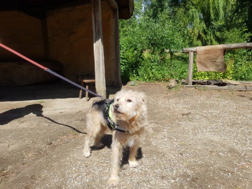 hondenwinkelcentrum riemen