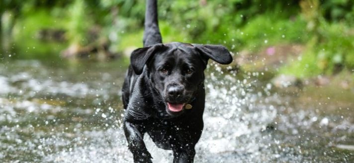 hond in water