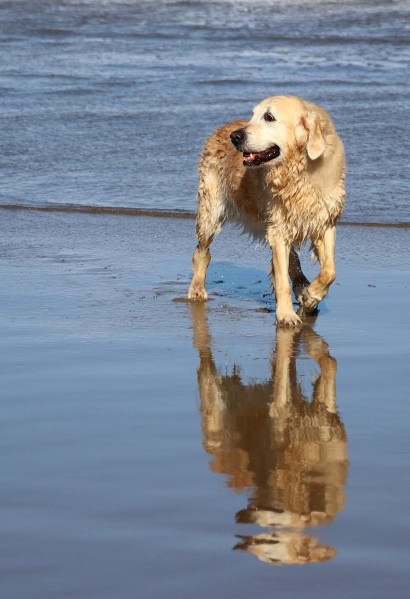 hond op strand