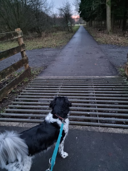 hond aan de riem bij rooster