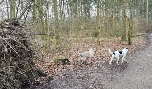 wandelen amsterdamse bos