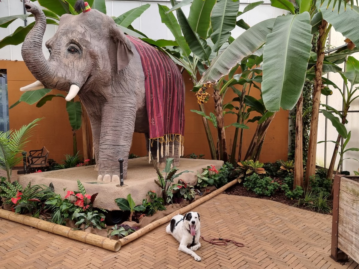 Tropische bloemenzee bij Pantropica