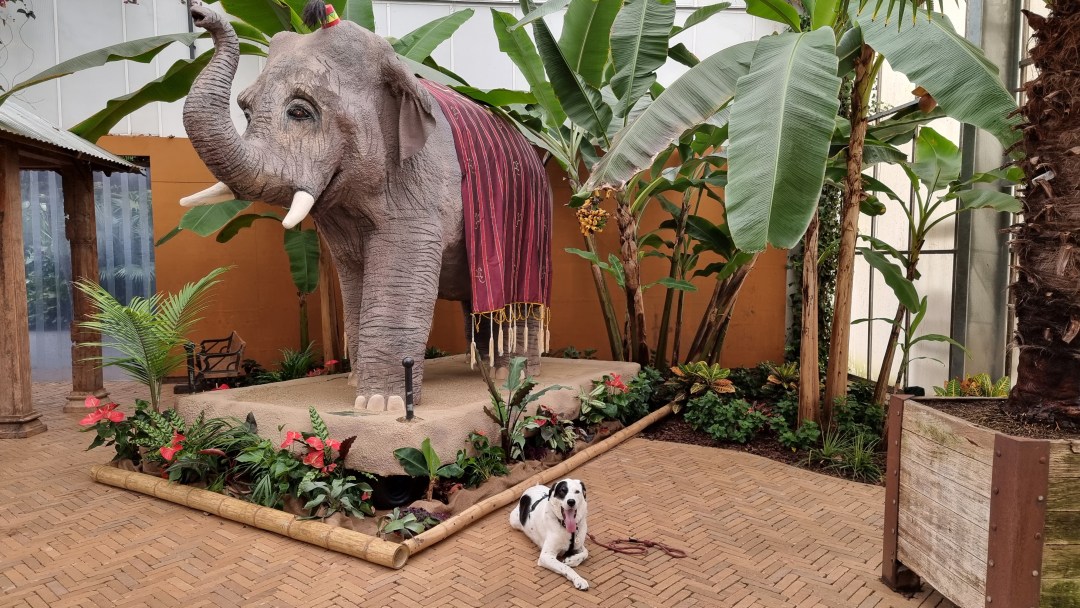 hond bij ingang Orchideeenhoeve