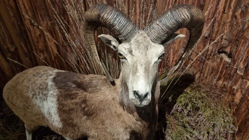 Natuurmuseum Holterberg