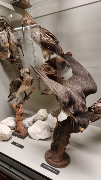 Natuurmuseum Holterberg