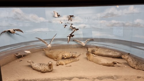 Natuurmuseum Holterberg