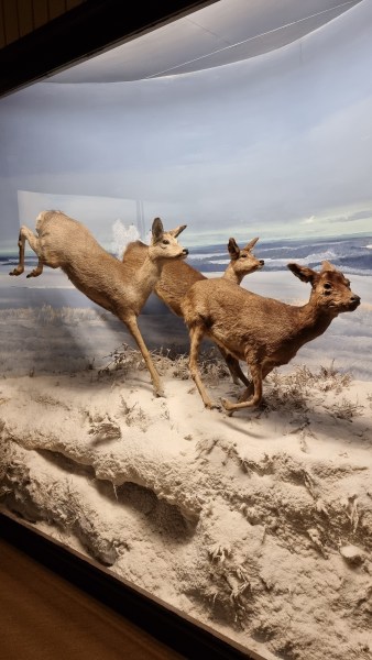 Natuurmuseum Holterberg