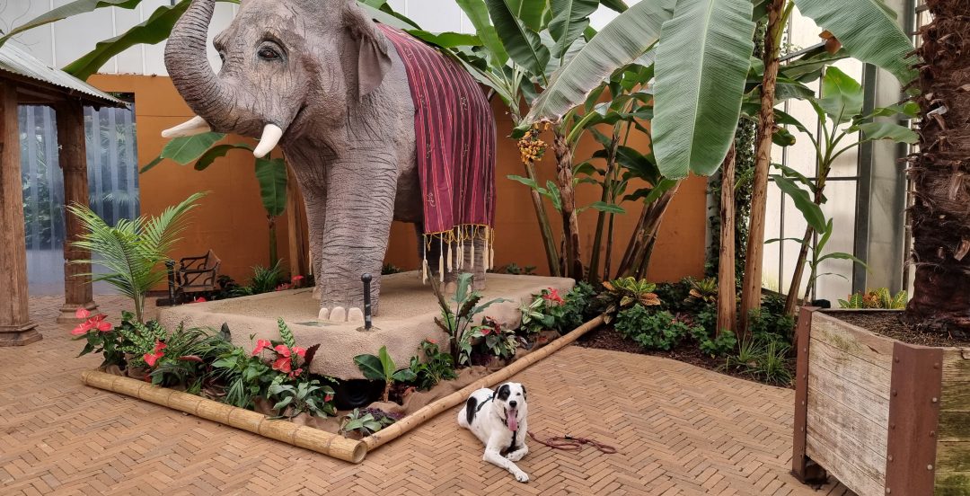 hond bij ingang pantropica