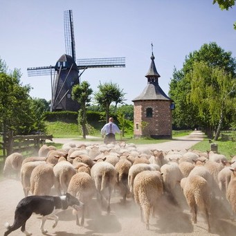 bokrijk hond