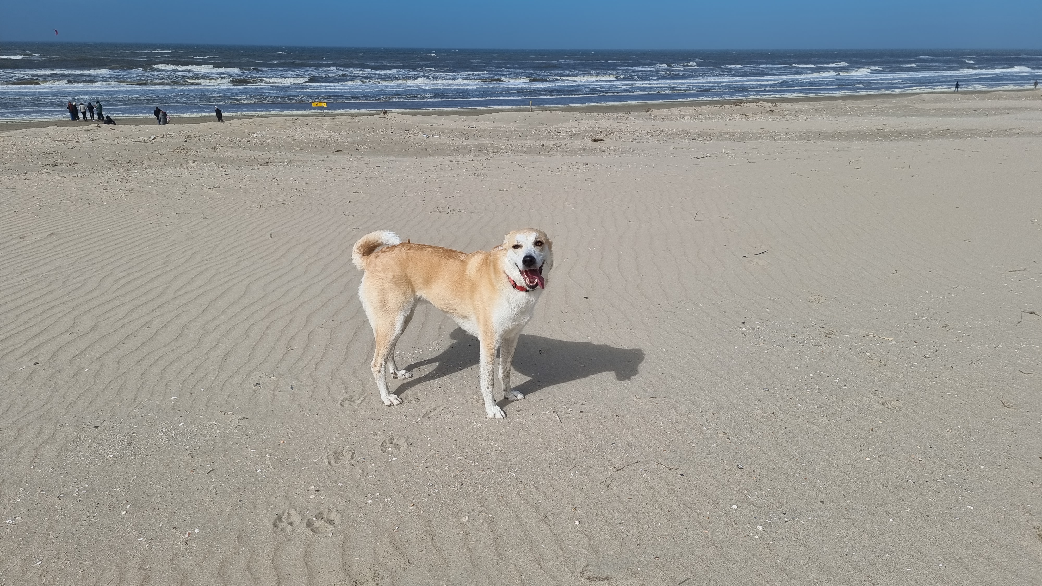 willa hond op strand