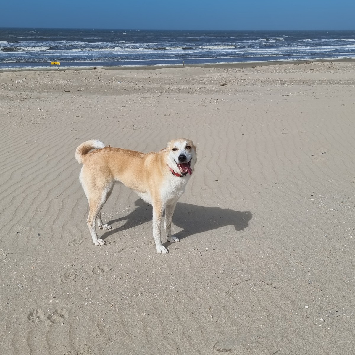 Wandel Apps – welke gebruik jij?