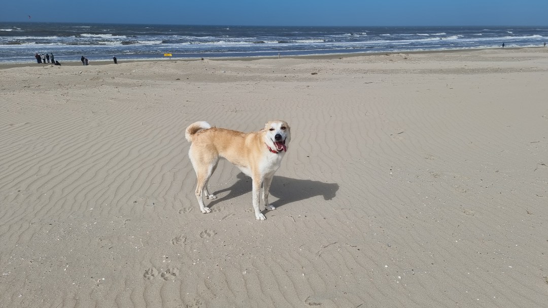 willa hond op strand