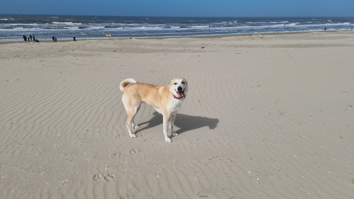 willa hond op strand