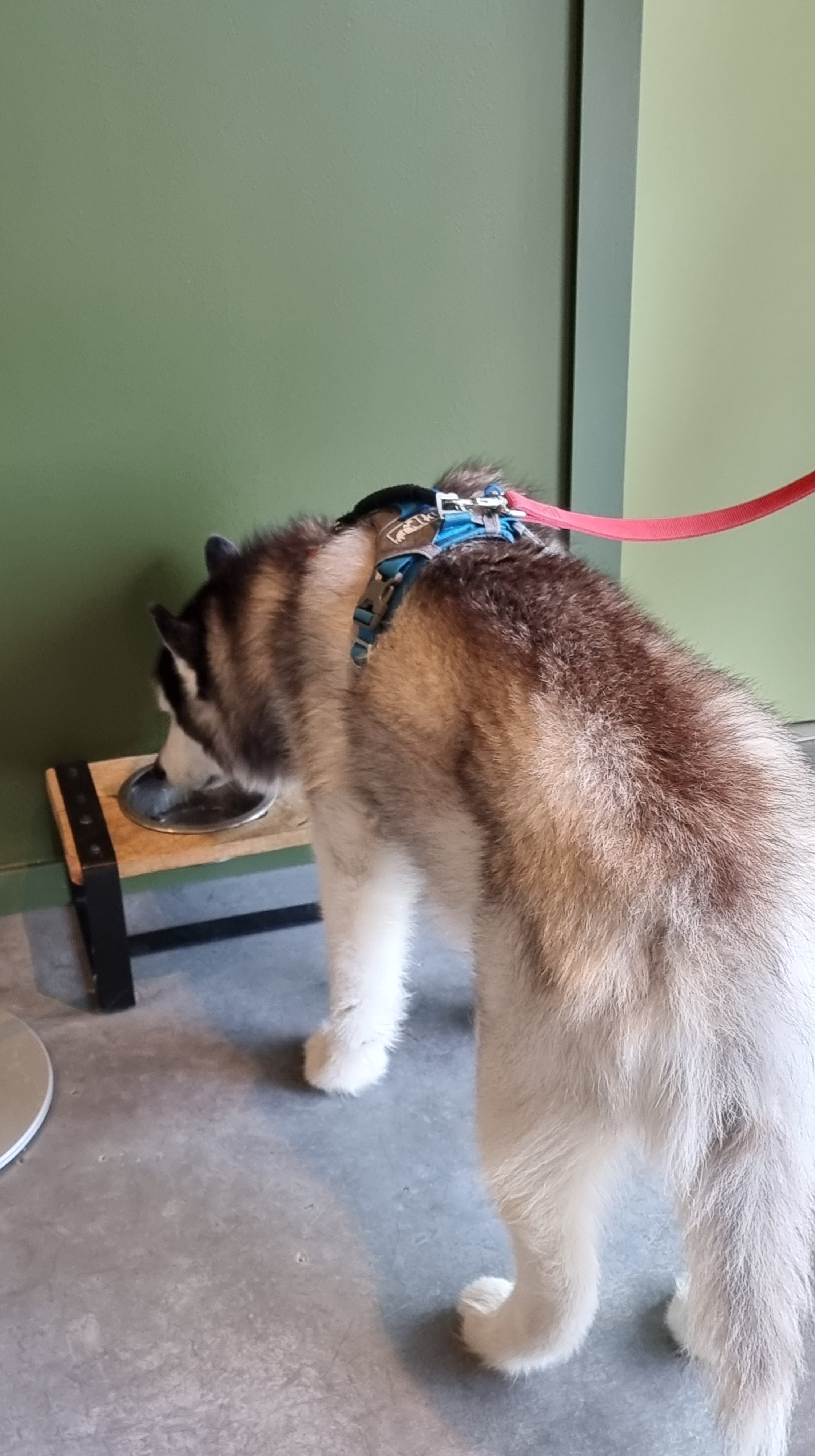 appeltern adventure gardens