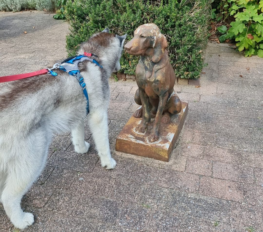 zephyr appeltern hond