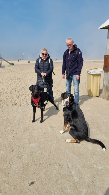 honden op strand