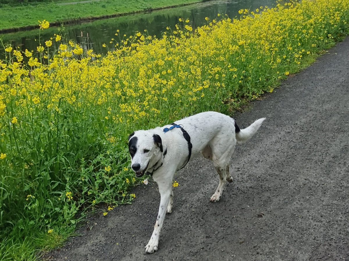 De mooiste foto’s van je hond