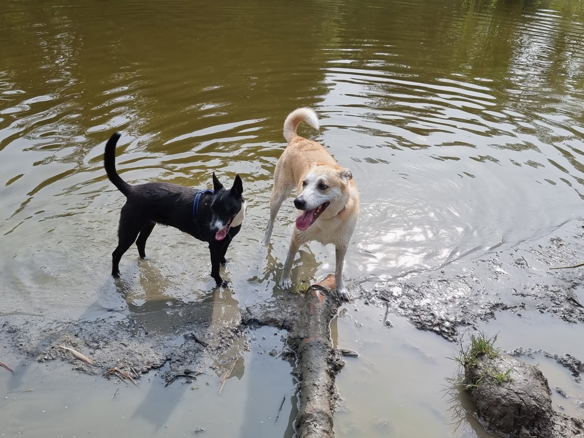 Hondenblog 📮🐕