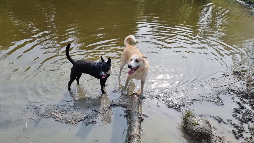 nederland dagje weg hond mee