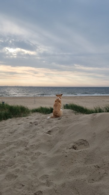 willa hond op strand