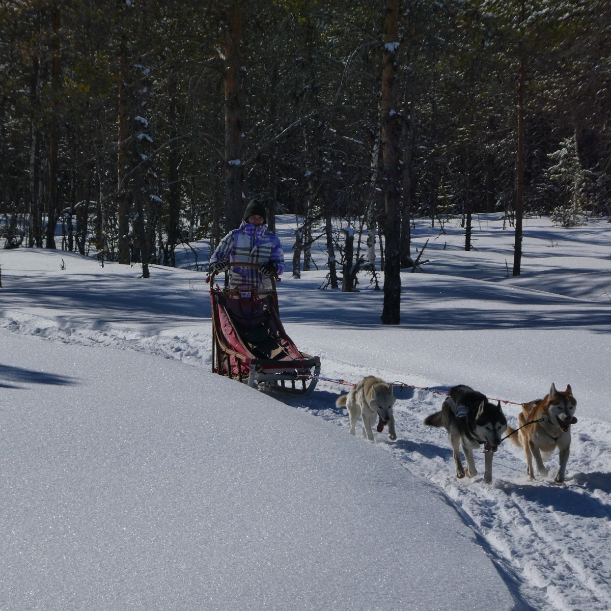 Noorderlicht en rendieren