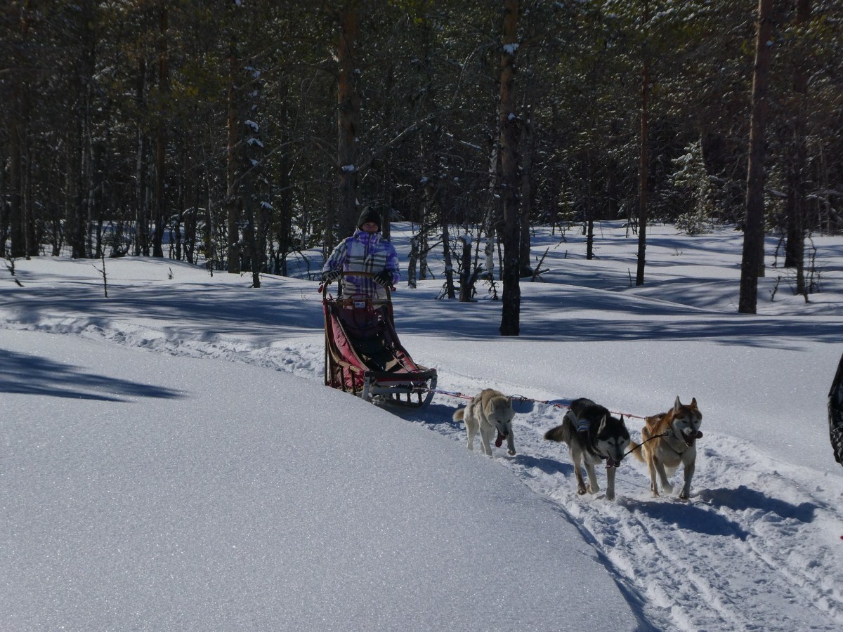Noorderlicht en rendieren