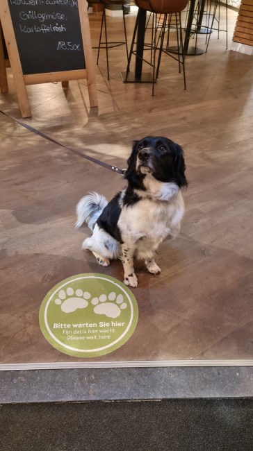 Landal Sonnenberg hond mee