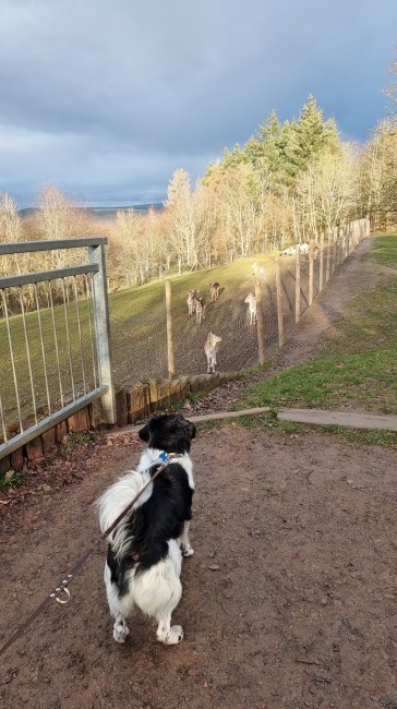 Landal Sonnenberg hond mee