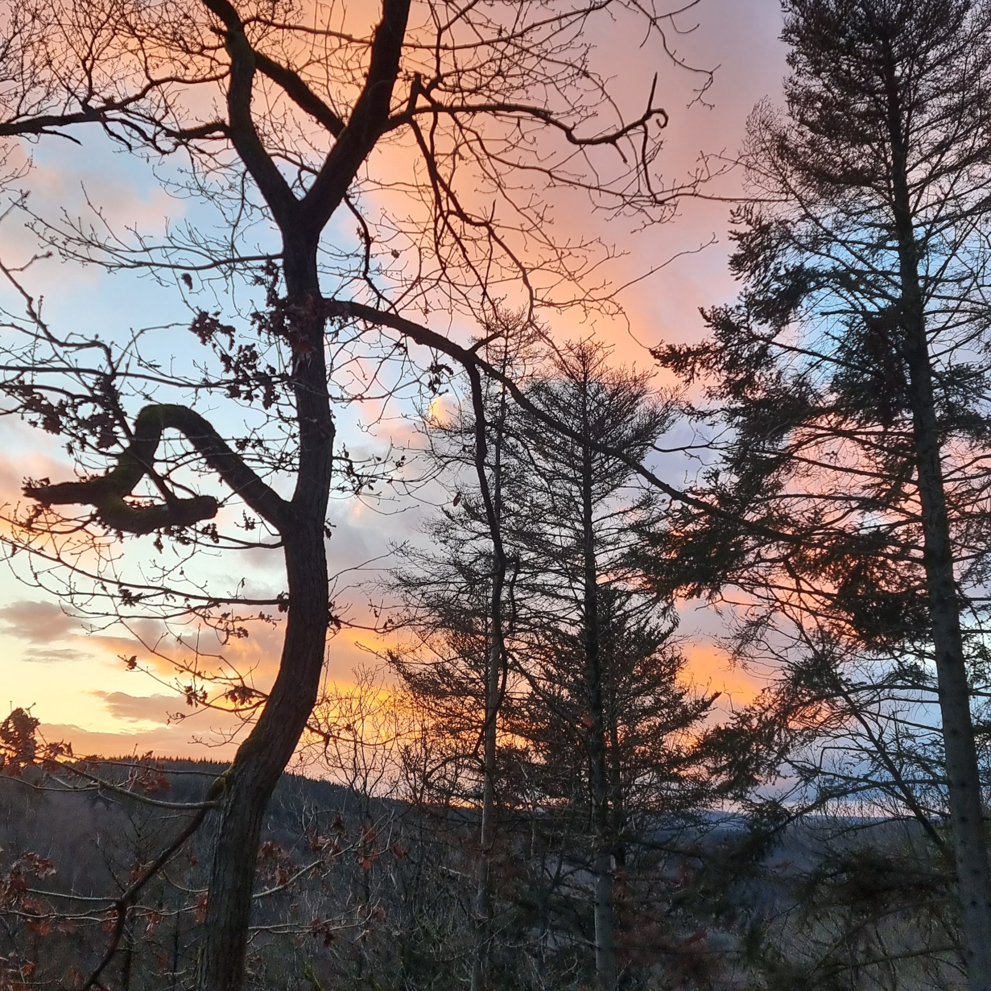 Landal Sonnenberg hond mee