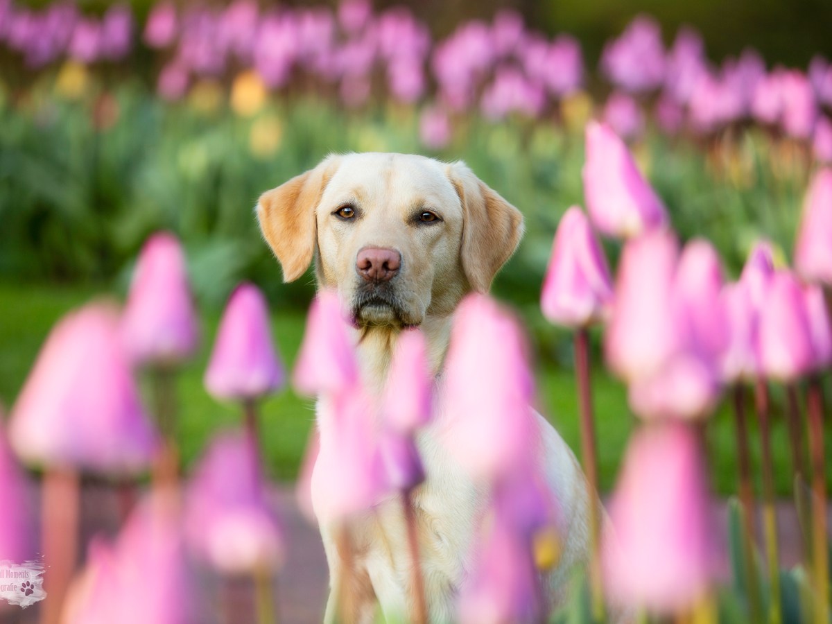 Zuid-Holland – dagje weg, hond mee