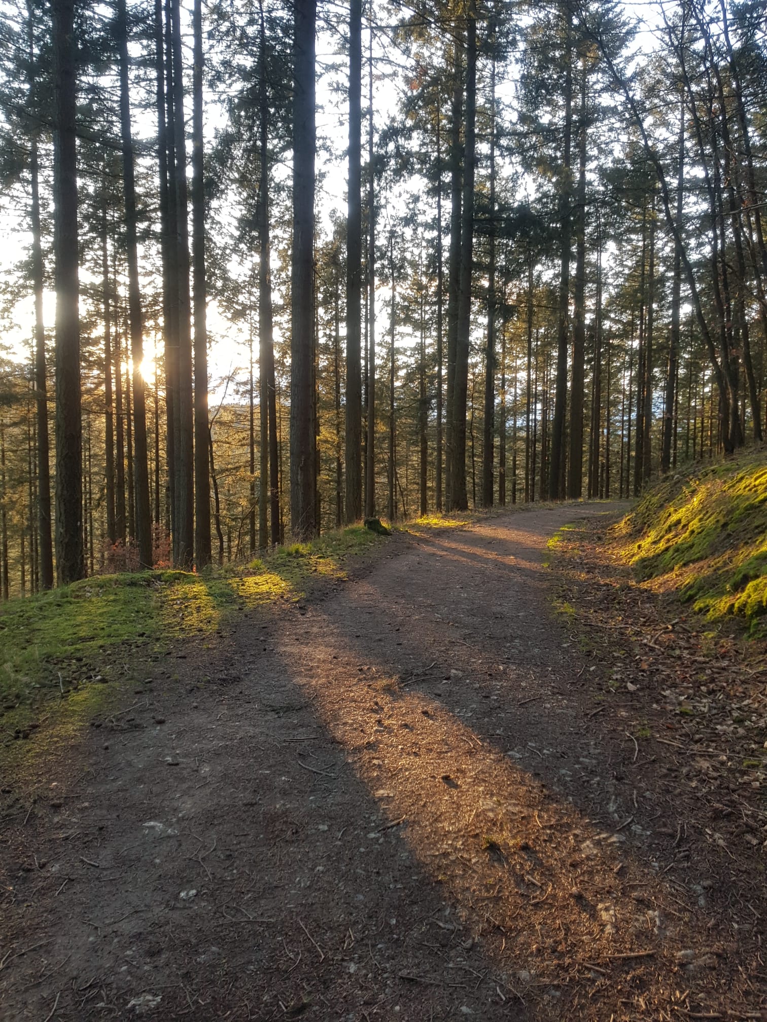 Landal Sonnenberg hond mee