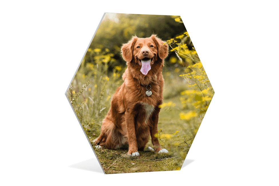 fotocadeau korting viervoetervriendelijk