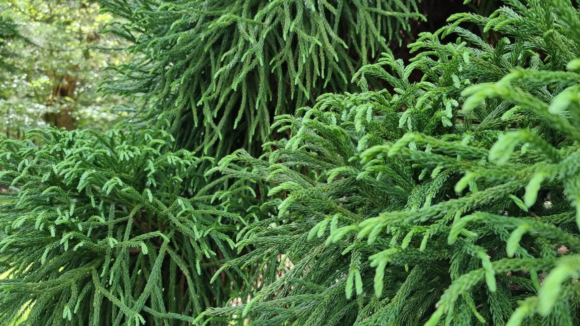 nationaal bomenmuseum