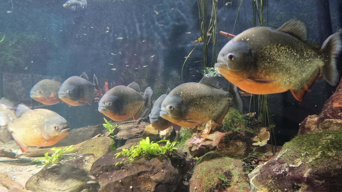 ouwehands dierenpark