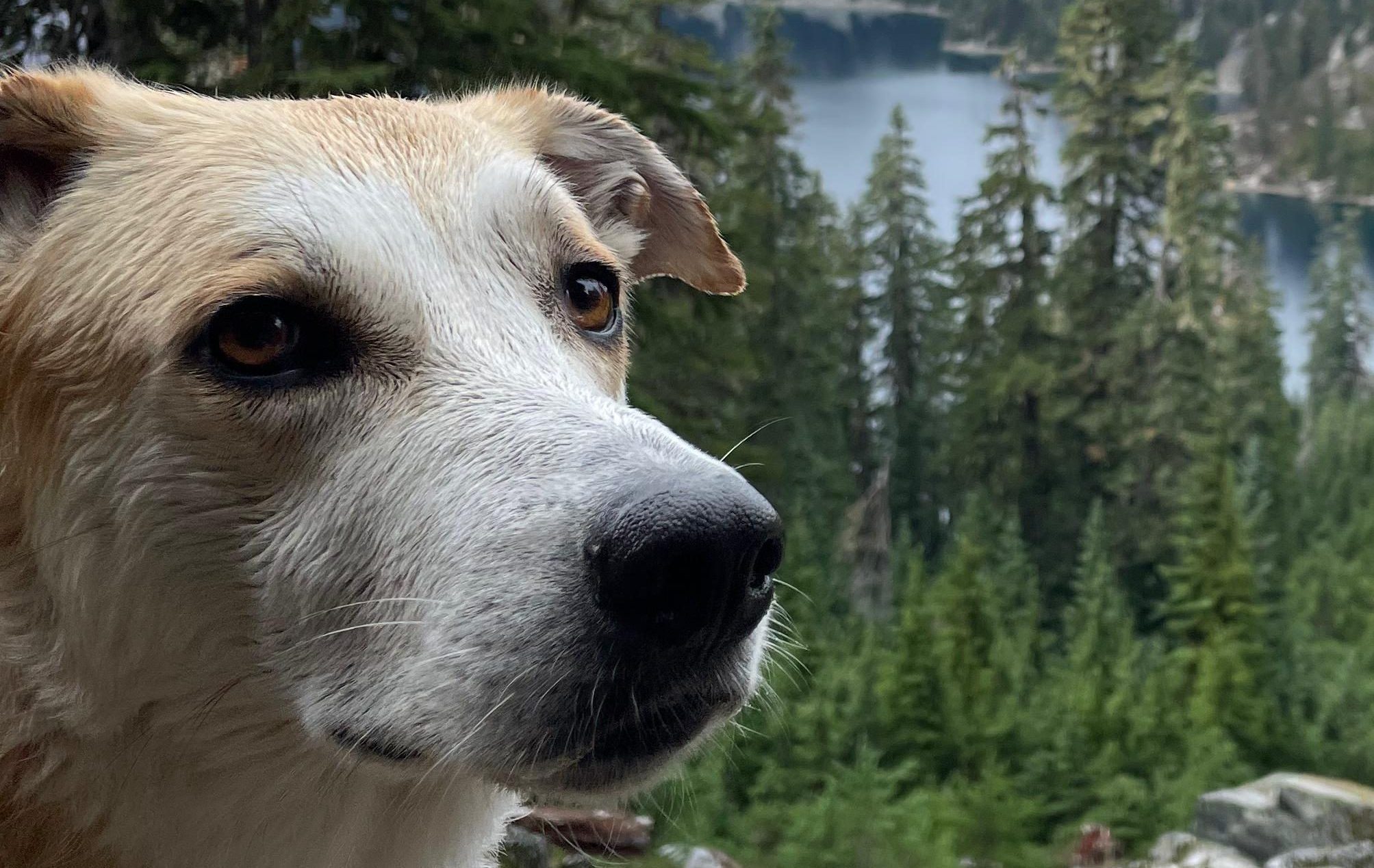 Dagje weg, hond mee š