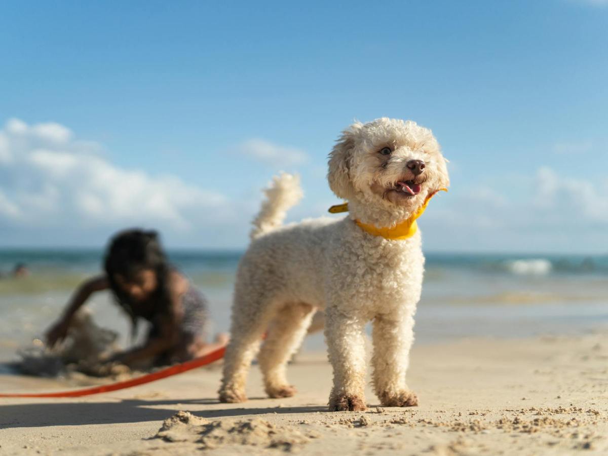Dagje strand met je hond