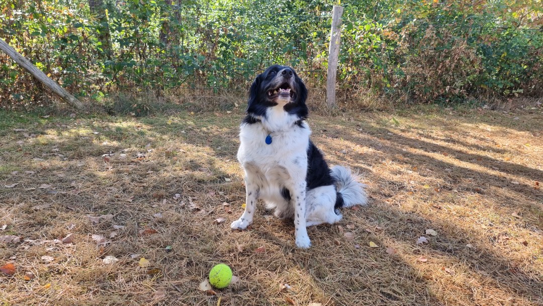 landal twenhaarsveld