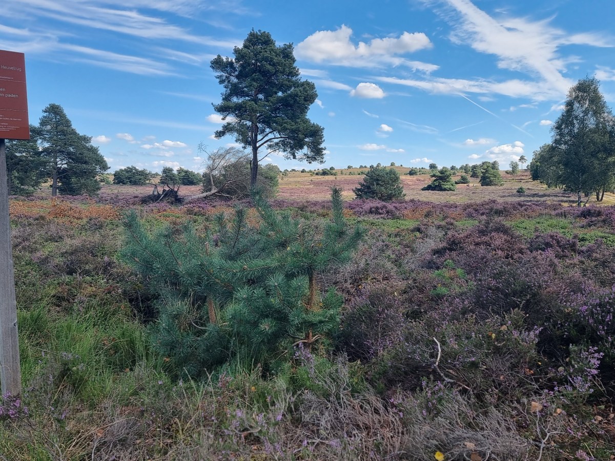 Overijssel – dagje weg, hond mee