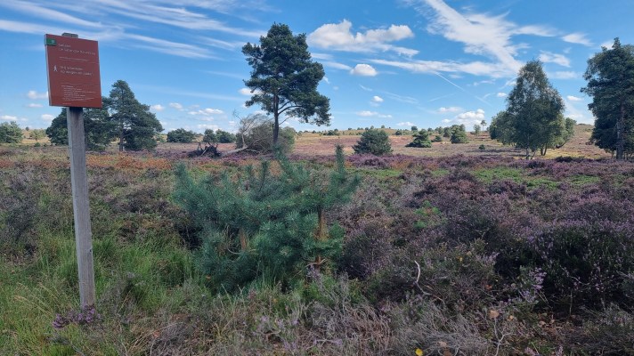 landal twenhaarsveld