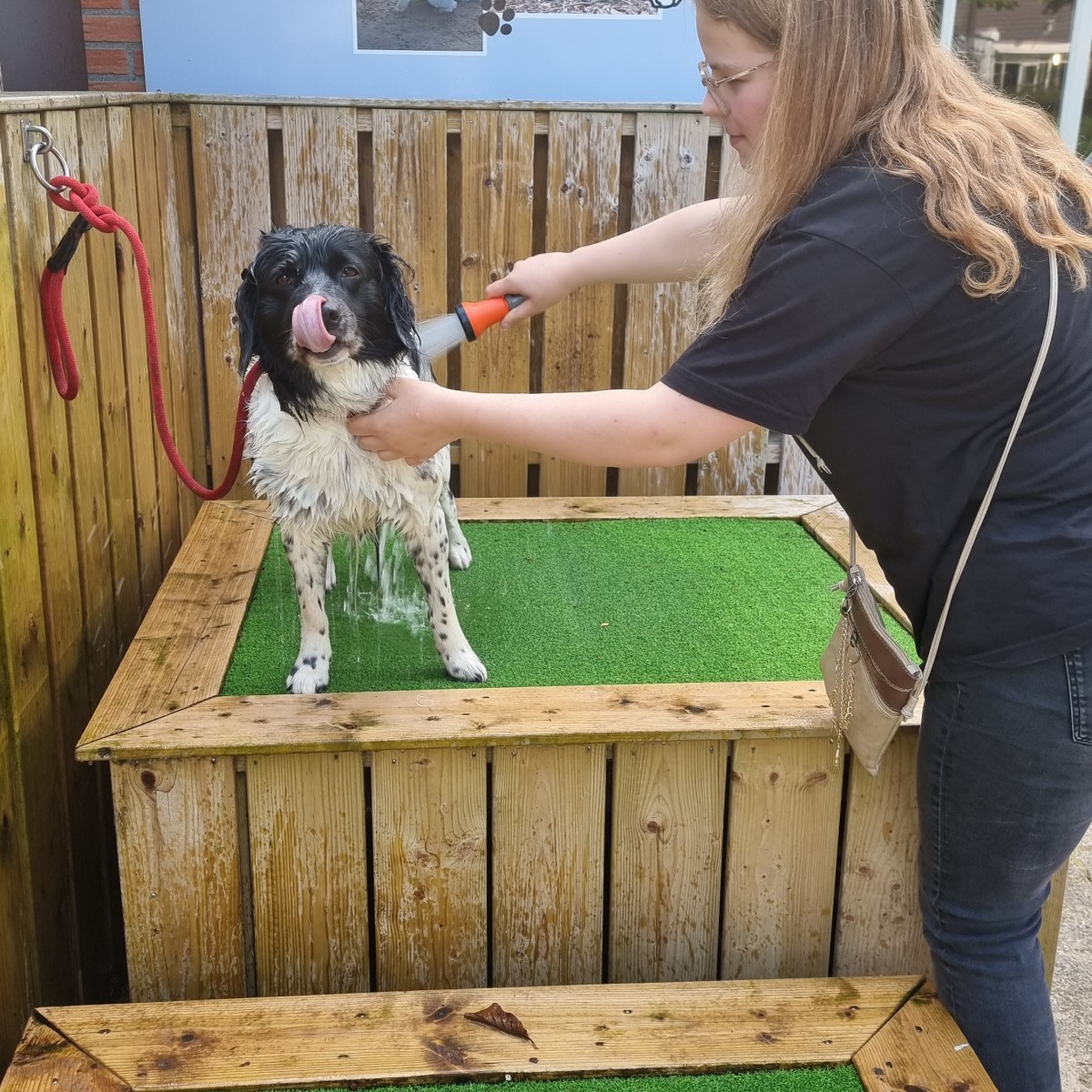 Dagje weg, hond mee in 2026